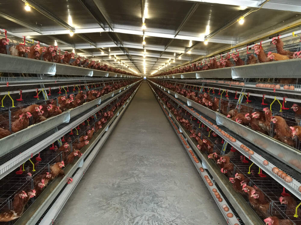 Layer Farming